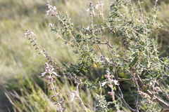 Syncolostemon