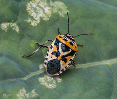Eurydema