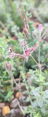 Pelargonium pilosellifolium