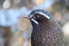 Trochalopteron morrisonianum