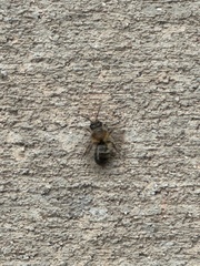 Osmia