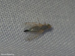 Acanthiophilus helianthi