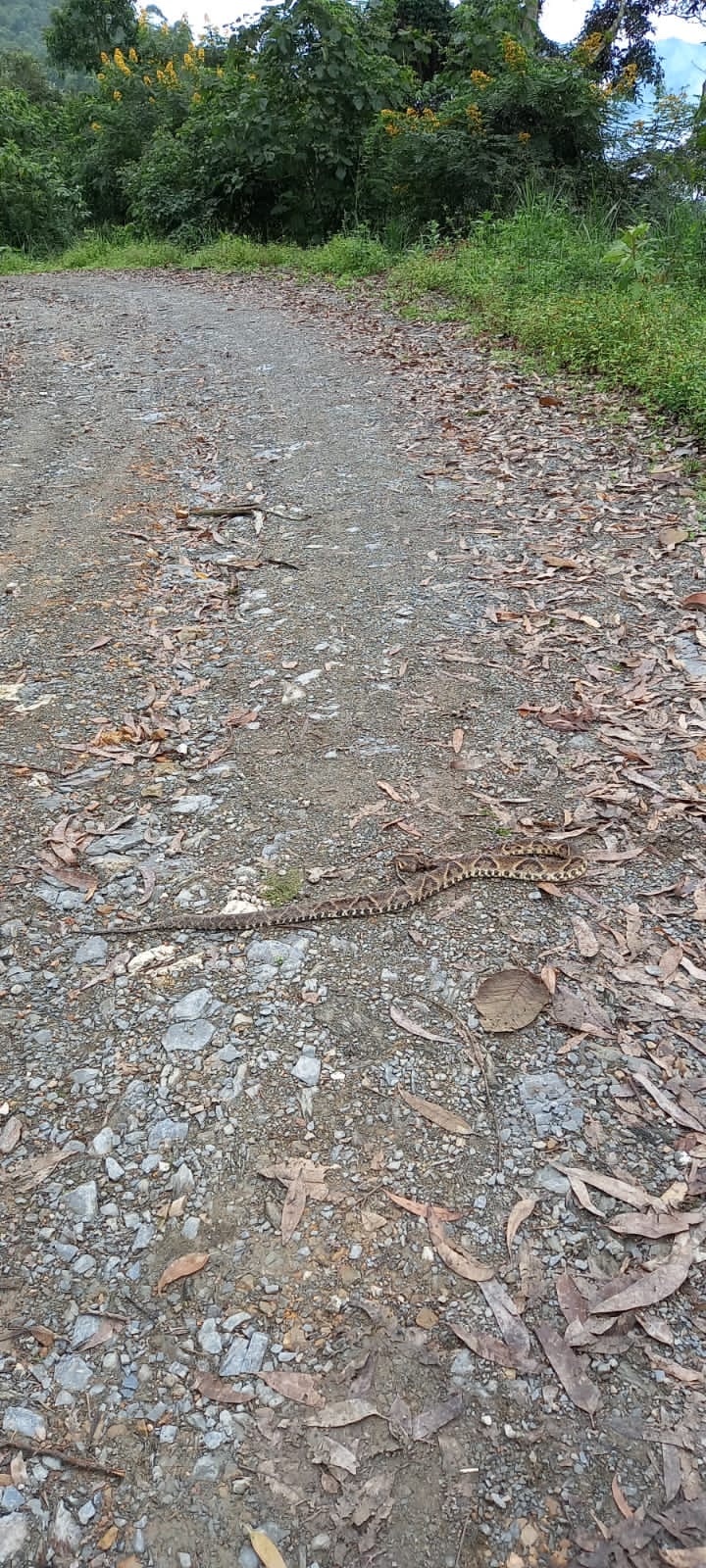 Bothrops asper image