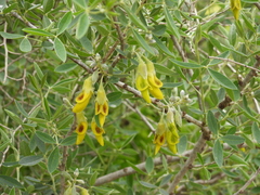 Anagyris foetida