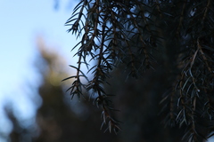 Juniperus formosana