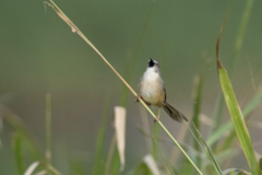 Prinia flaviventris