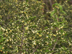 Thymelaea hirsuta