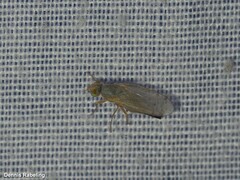 Acanthiophilus helianthi