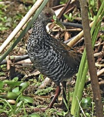 Pardirallus maculatus