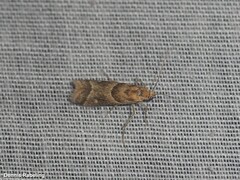 Ancylosis convexella