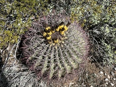 Ferocactus emoryi