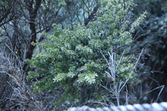 Tsuga chinensis