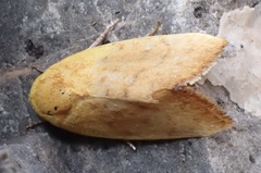 Earias