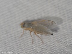 Acanthiophilus helianthi