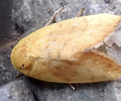 Earias