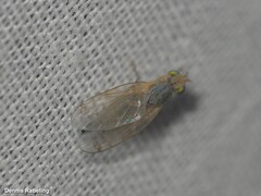 Acanthiophilus helianthi