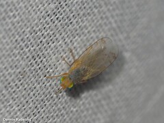 Acanthiophilus helianthi