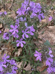 Phlox pilosa