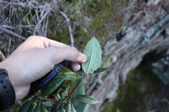 Rhododendron pseudochrysanthum