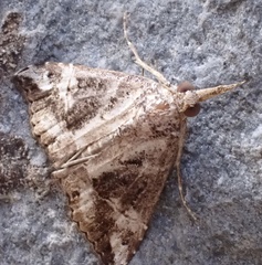 Hypena laceratalis