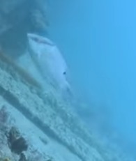 Lachnolaimus maximus