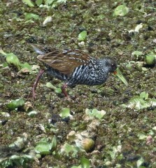 Pardirallus maculatus