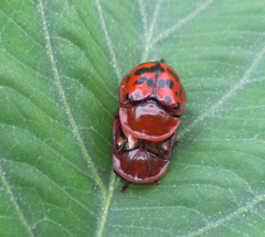 Conchyloctenia punctata