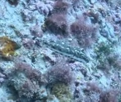 Sphoeroides spengleri