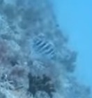 Archosargus probatocephalus