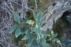Rhododendron pseudochrysanthum