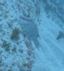 Lachnolaimus maximus