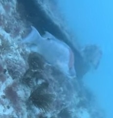 Lachnolaimus maximus