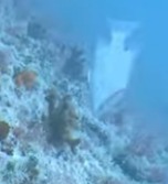 Lachnolaimus maximus