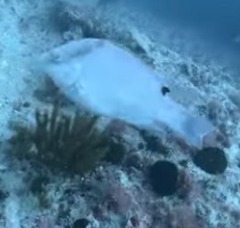 Lachnolaimus maximus