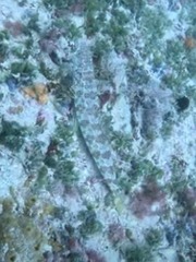 Parapercis millepunctata