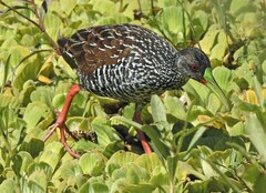 Pardirallus maculatus