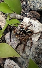 Plexippus paykulli