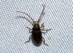 Ptilodactyla