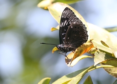 Dichorragia nesimachus