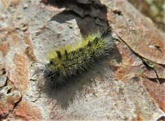 Halysidota tessellaris