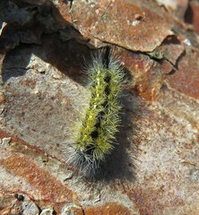 Halysidota tessellaris