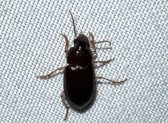 Notiobia