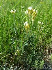 Astragalus albicaulis
