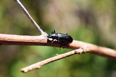 Strongylium cupreocinctum