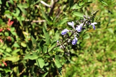 Salvia pallida