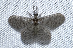 Nallachius americanus