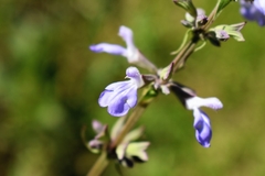 Salvia pallida