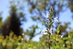 Salvia pallida