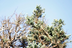 Podocarpus latifolius