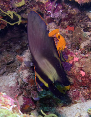 Platax pinnatus